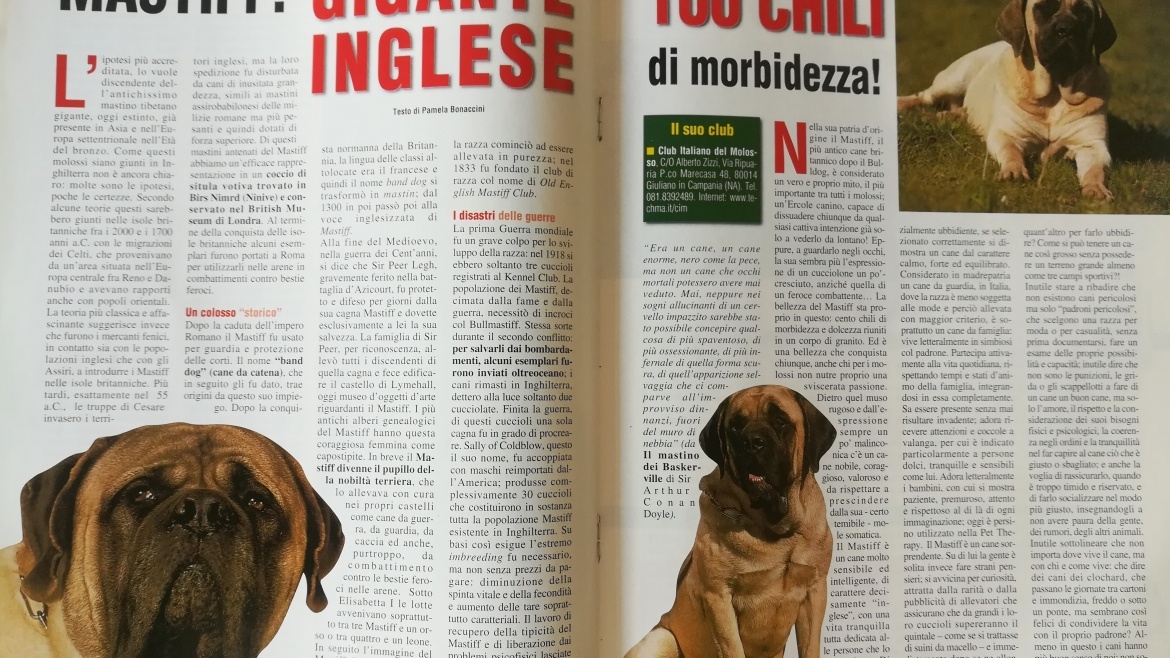 Il mio cane 2004